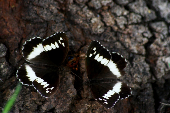 Brintesia circe